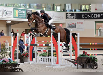 Oldenburger Springpferd, Wallach, 8 Jahre, 172 cm, Brauner