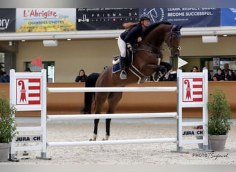 Oldenburger Springpferd, Wallach, 8 Jahre, 172 cm, Brauner