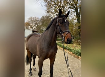 Oldenburger Springpferd, Wallach, 8 Jahre, 172 cm, Dunkelbrauner