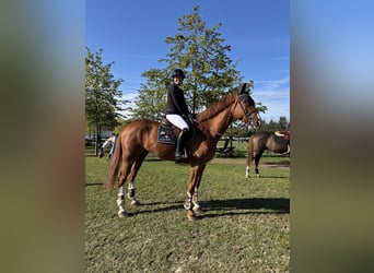 Oldenburger Springpferd, Wallach, 8 Jahre, 172 cm, Fuchs
