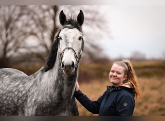 Oldenburger Springpferd, Wallach, 8 Jahre, 175 cm, Schimmel