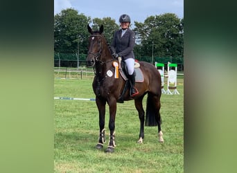Oldenburger Springpferd, Wallach, 8 Jahre, 175 cm, Schwarzbrauner
