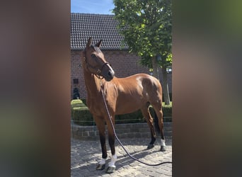 Oldenburger Springpferd, Wallach, 8 Jahre, 177 cm, Brauner