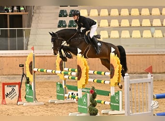 Oldenburger Springpferd, Wallach, 8 Jahre, Dunkelbrauner