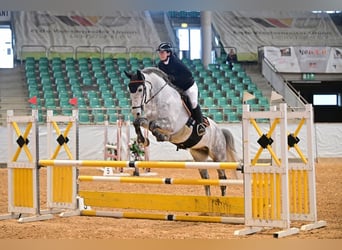 Oldenburger Springpferd, Wallach, 8 Jahre, Schimmel