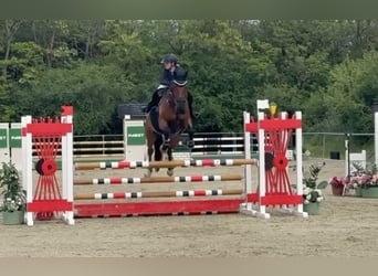 Oldenburger Springpferd, Wallach, 9 Jahre, 165 cm, Brauner