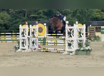Oldenburger Springpferd, Wallach, 9 Jahre, 165 cm, Brauner