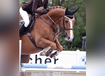 Oldenburger Springpferd, Wallach, 9 Jahre, 165 cm, Fuchs