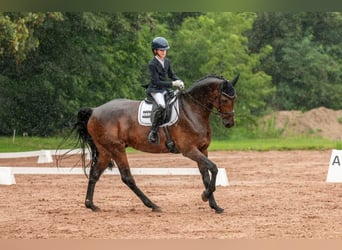 Oldenburger Springpferd, Wallach, 9 Jahre, 166 cm, Brauner