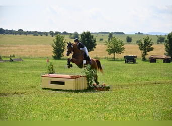 Oldenburger Springpferd, Wallach, 9 Jahre, 166 cm, Fuchs