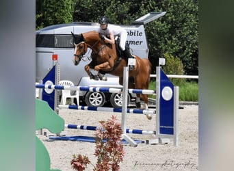 Oldenburger Springpferd, Wallach, 9 Jahre, 166 cm, Fuchs