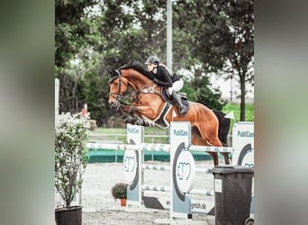 Oldenburger Springpferd, Wallach, 9 Jahre, 168 cm, Brauner