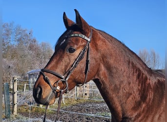 Oldenburger Springpferd, Wallach, 9 Jahre, 168 cm, Brauner