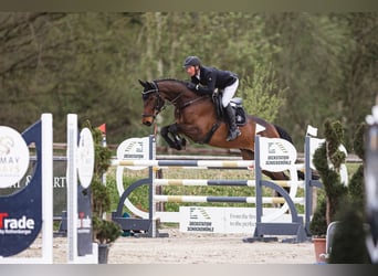 Oldenburger Springpferd, Wallach, 9 Jahre, 170 cm, Brauner