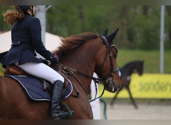 Oldenburger Springpferd, Wallach, 9 Jahre, 170 cm, Dunkelfuchs
