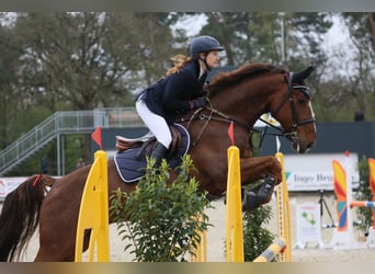 Oldenburger Springpferd, Wallach, 9 Jahre, 170 cm, Dunkelfuchs