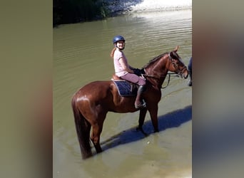 Oldenburger Springpferd, Wallach, 9 Jahre, 170 cm, Dunkelfuchs