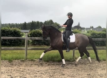Oldenburger Springpferd, Wallach, 9 Jahre, 170 cm, Fuchs