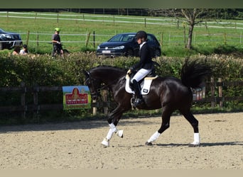 Oldenburger Springpferd, Wallach, 9 Jahre, 170 cm, Rappe