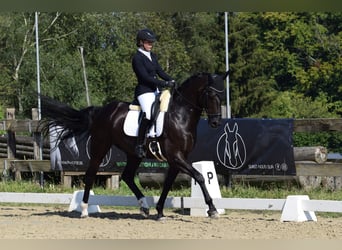 Oldenburger Springpferd, Wallach, 9 Jahre, 170 cm, Rappe