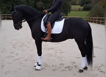 Oldenburger Springpferd, Wallach, 9 Jahre, 170 cm, Rappe