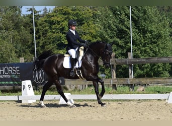 Oldenburger Springpferd, Wallach, 9 Jahre, 170 cm, Rappe