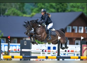 Oldenburger Springpferd, Wallach, 9 Jahre, 170 cm, Rappe