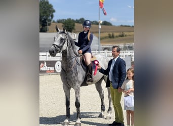 Oldenburger Springpferd, Wallach, 9 Jahre, 171 cm, Schimmel