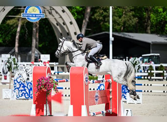 Oldenburger Springpferd, Wallach, 9 Jahre, 171 cm, Schimmel