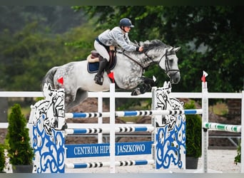 Oldenburger Springpferd, Wallach, 9 Jahre, 171 cm, Schimmel