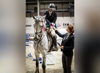 Oldenburger Springpferd, Wallach, 9 Jahre, 171 cm, Schimmel