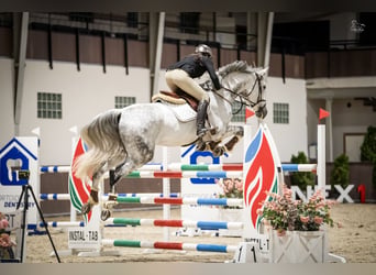 Oldenburger Springpferd, Wallach, 9 Jahre, 171 cm, Schimmel
