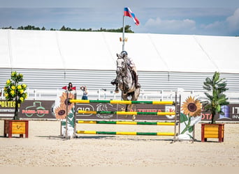 Oldenburger Springpferd, Wallach, 9 Jahre, 171 cm, Schimmel
