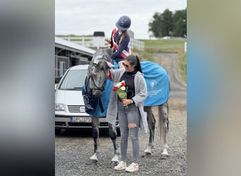 Oldenburger Springpferd, Wallach, 9 Jahre, 171 cm, Schimmel