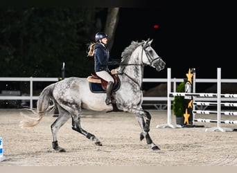 Oldenburger Springpferd, Wallach, 9 Jahre, 171 cm, Schimmel
