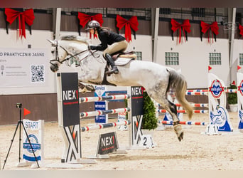 Oldenburger Springpferd, Wallach, 9 Jahre, 171 cm, Schimmel
