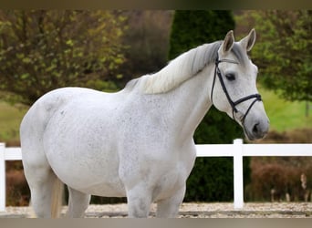 Oldenburger Springpferd, Wallach, 9 Jahre, 172 cm