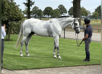 Oldenburger Springpferd, Wallach, 9 Jahre, 173 cm, Schimmel