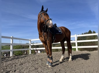 Oldenburger Springpferd, Wallach, 9 Jahre, 174 cm, Fuchs