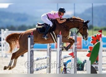 Oldenburger Springpferd, Wallach, 9 Jahre, 174 cm, Fuchs