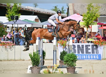 Oldenburger Springpferd, Wallach, 9 Jahre, 176 cm, Brauner