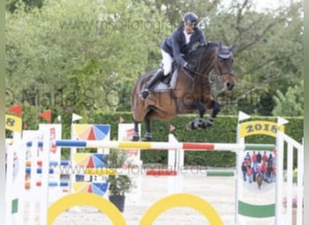 Oldenburger Springpferd, Wallach, 9 Jahre, 176 cm, Dunkelbrauner