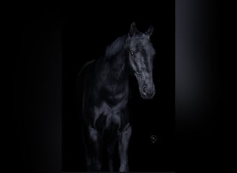 Oldenburger Springpferd, Wallach, 9 Jahre, 178 cm, Dunkelbrauner