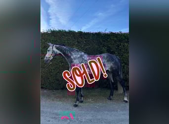 Oldenburger Springpferd, Wallach, 9 Jahre, 179 cm, Apfelschimmel