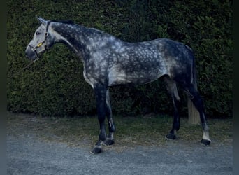 Oldenburger Springpferd, Wallach, 9 Jahre, 179 cm, Apfelschimmel