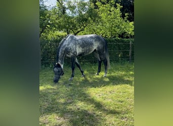 Oldenburger Springpferd, Wallach, 9 Jahre, 179 cm, Apfelschimmel