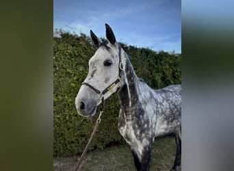 Oldenburger Springpferd, Wallach, 9 Jahre, 179 cm, Apfelschimmel