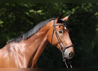 Oldenburger Springpferd, Wallach, 9 Jahre, 179 cm, Brauner