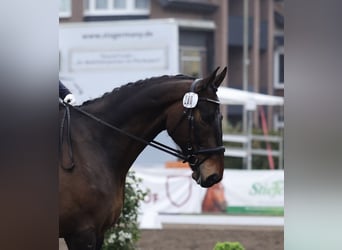 Oldenburger Springpferd, Wallach, 9 Jahre, 184 cm, Dunkelbrauner