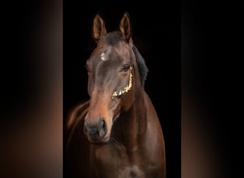 Oldenburger Springpferd, Wallach, 9 Jahre, 184 cm, Dunkelbrauner